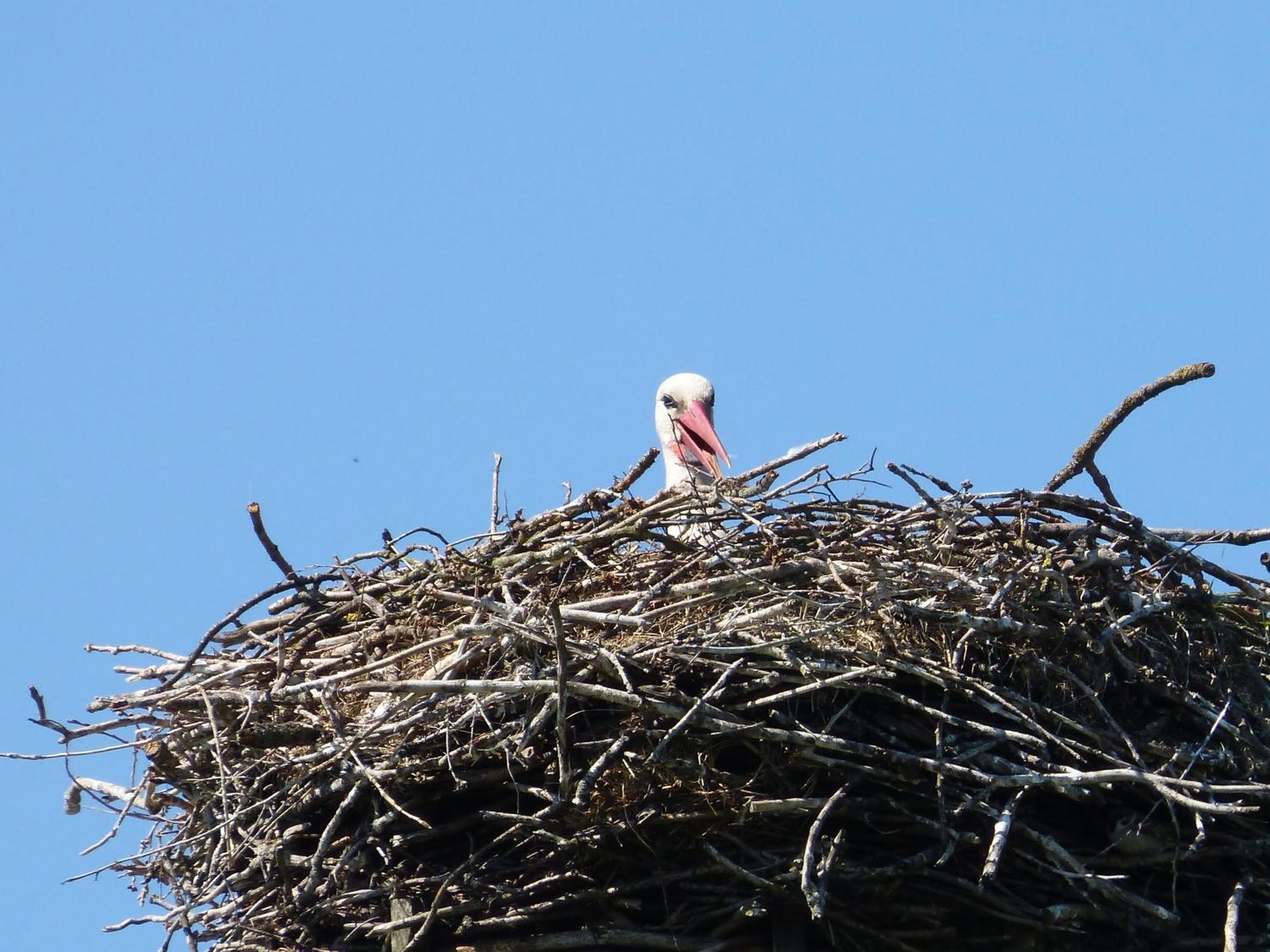 Zur Amsel Apartman Damnatz Kültér fotó